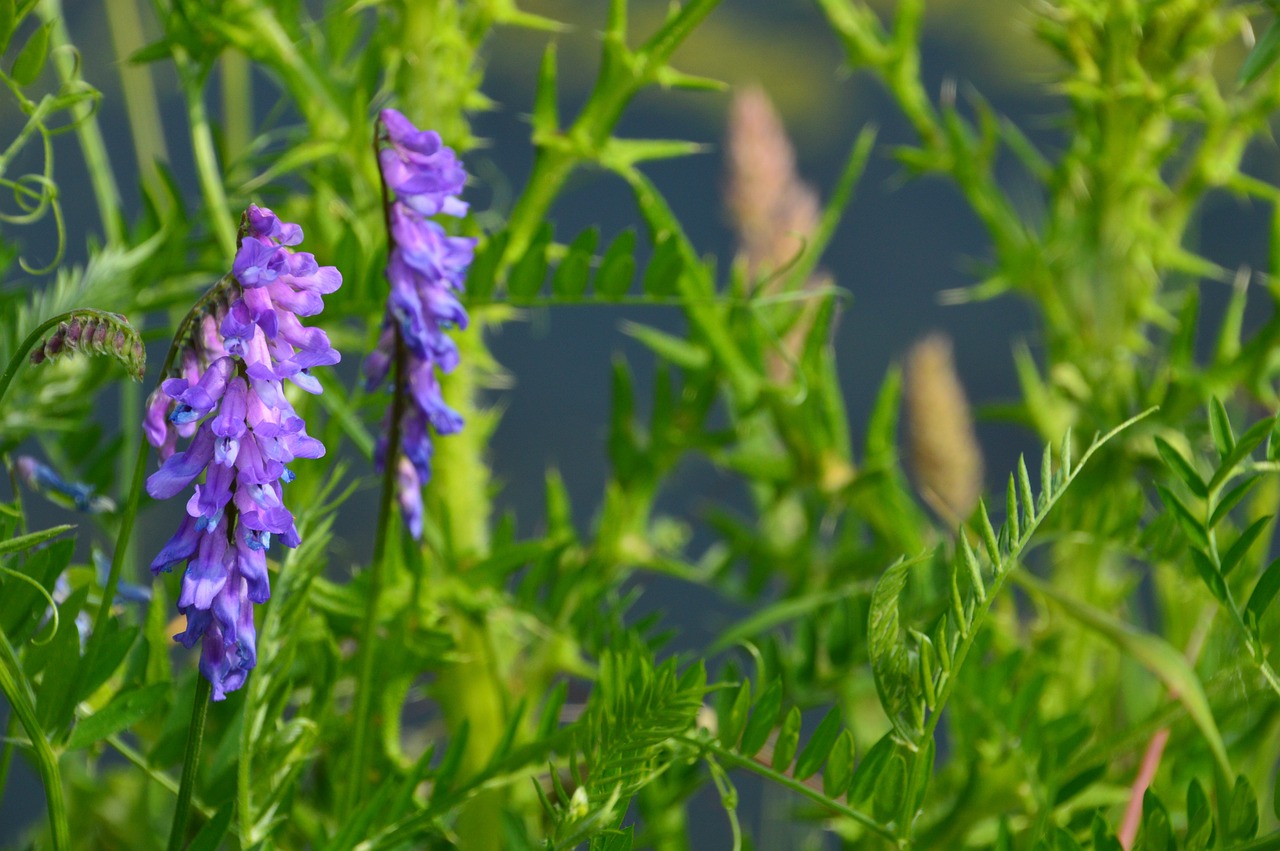 Linnaeus: The Father of Taxonomy